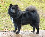 Finnish Lapphund 9T039D-027